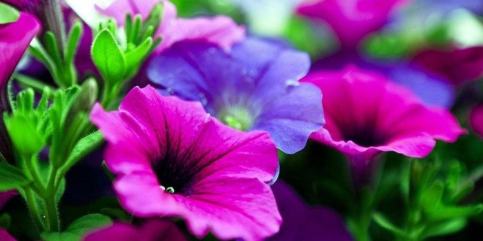 1600x1200 Purple Flowers Wallpapers