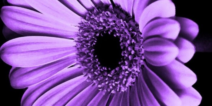 1080x1920 Purple Flowers iPhone Wallpaper HD | Best HD Wallpapers