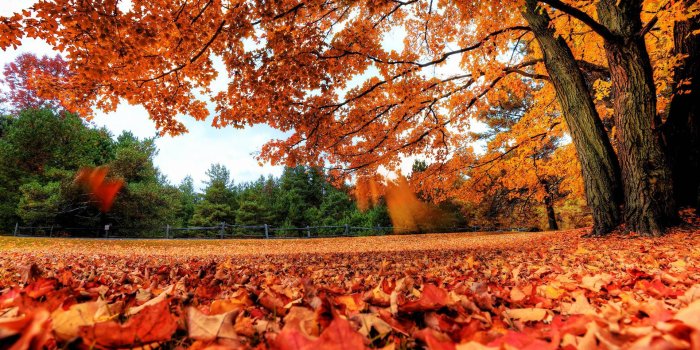 1920x1200 Fall iPhone wallpaper Phone Backgrounds Pinterest Wallpapers 1920x1200