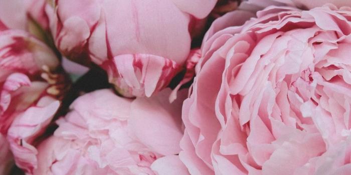 1000x1500 Peony Pictures [HD] | Download Free Images & Stock Photos on Unsplash