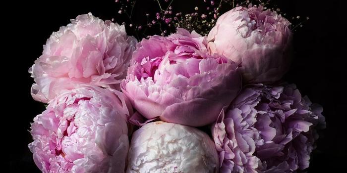 1000x1000 Peony Pictures [HD] | Download Free Images & Stock Photos on Unsplash