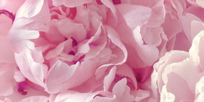 1080x1920 Peonies wallpaper for your iPhone 6 Plus from Everpix app! | iPhone