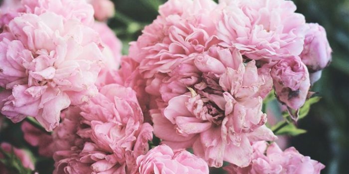 736x1308 5 Cute Pink Peonies iPhone Wallpapers | Preppy Wallpapers