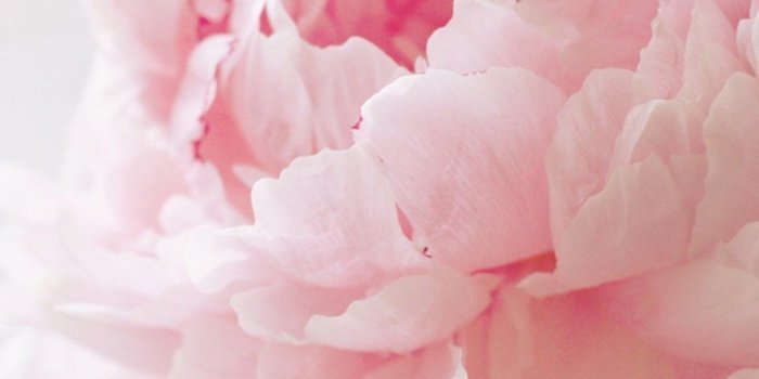 1080x1920 51+ Pink Peonies Wallpapers on WallpaperPlay