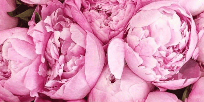 750x1334 Wallpaper IPhone | Spring Flowers | Flowers, Peonies, Garden rose