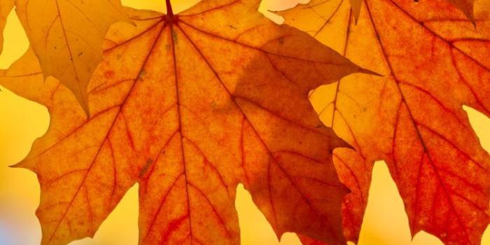 750x1334 Fall Leaves Iphone Background | Wallpapers Gallery | Thanksgiving