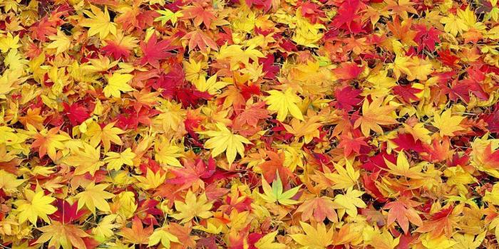 1440x900 Fall Leaves Wallpapers