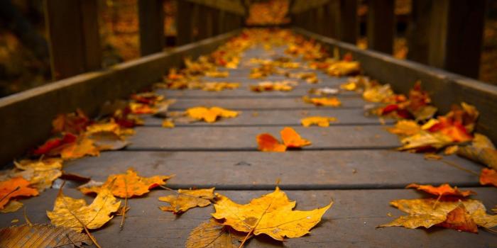 2560x1600 Autumn Fall Leaf wallpapers | Freshwallpapers