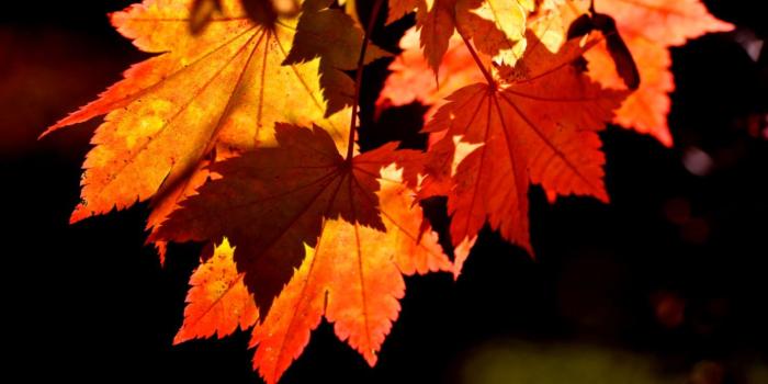 1504x819 Autumn Fall Leaves Wallpaper | Wallpapers History
