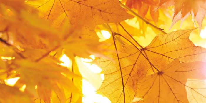 1080x1920 Fall Leaves iPhone Wallpaper | What Fall Smells Like in 2019