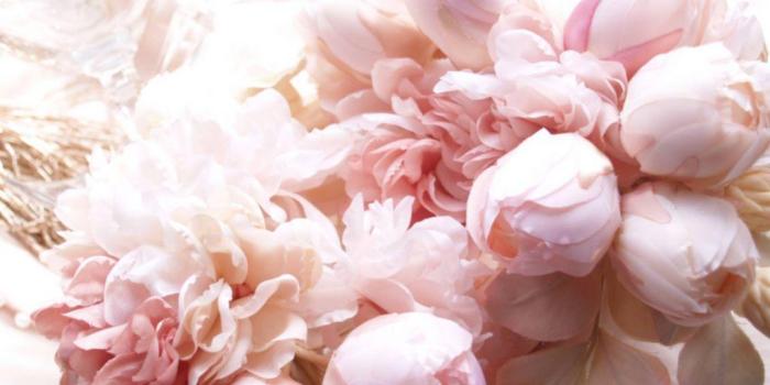 1024x768 Pink Peony Wallpapers