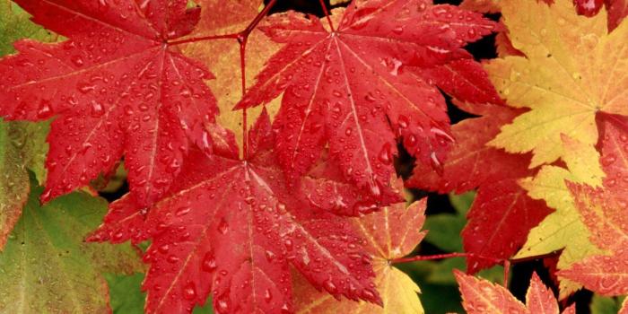 1600x1200 Fall Leaves Wallpaper | Gallery Yopriceville - High-Quality Images