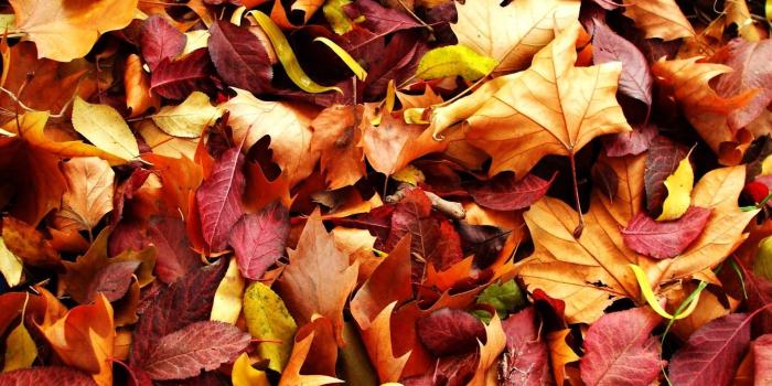 1920x1080 69+ Autumn Leaf Wallpapers on WallpaperPlay