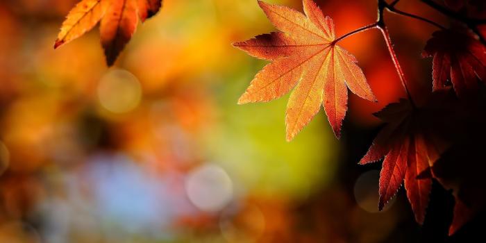 1920x1200 Red Fall Leaf wallpaper Fall Leaves wallpaper Autumn leaves