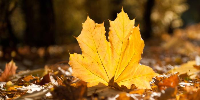 2560x1920 Fall Leaves Wallpapers