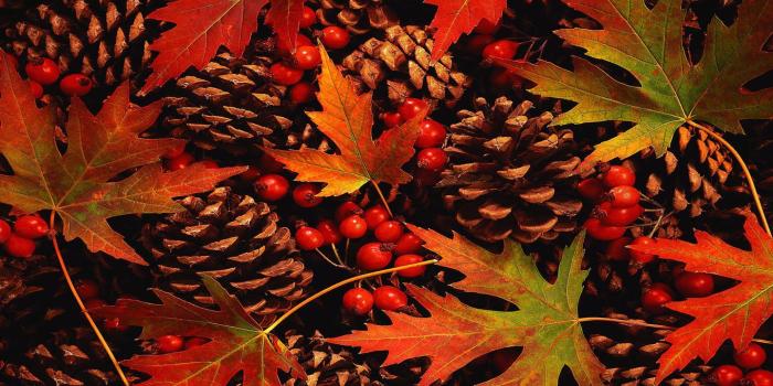 1440x900 55+ Fall Leaves Wallpapers - Download at WallpaperBro