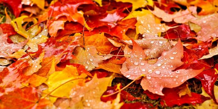 1920x1080 Yellow and red leaves, nature, fall, leaves, maple leaves HD