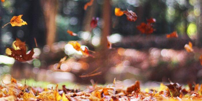 1024x1024 PAPERS.co | Android wallpaper | mw77-fall-leaves-nature-tree-year-sad