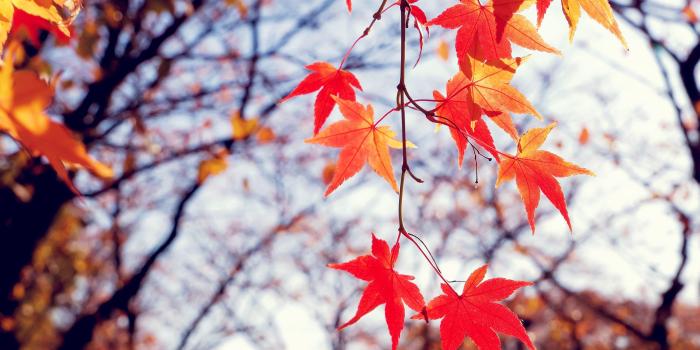 2560x1600 Red Fall Leaf HD Wallpaper, Background Images