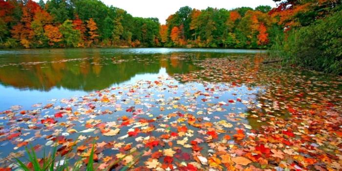 1920x1080 Fall Leaves Wallpaper Desktop ·① WallpaperTag