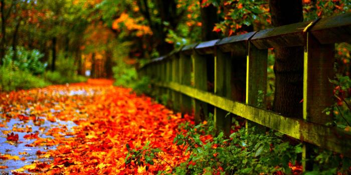 1920x1200 Autumn Leaves HD Wallpapers