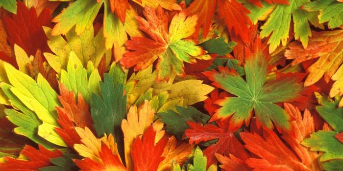 1600x1200 Fall Leaves Background - Download Free Fall Leaves Backgrounds and