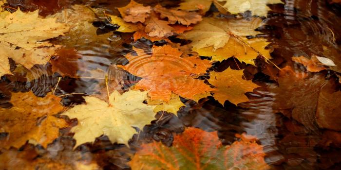 2560x1600 Fall Leaves On The Water Wallpaper HD Wallpaper | WallpaperLepi