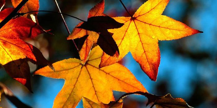 1680x1050 4K Ultra HD, id#100212015 Wallpaper for Fall Leaves HD