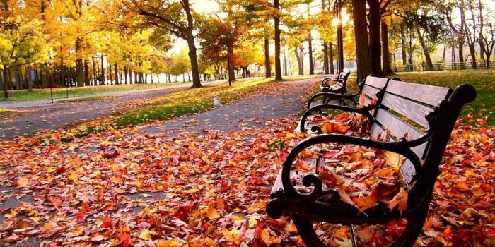 1024x768 Fall Leaves Wallpapers High Quality • dodskypict