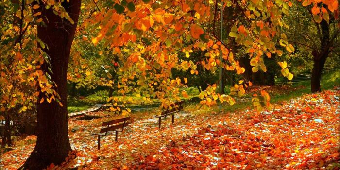 1332x850 Wallpaper Autumn, Fall, Foliage, Autumn, Falling leaves, Leaves
