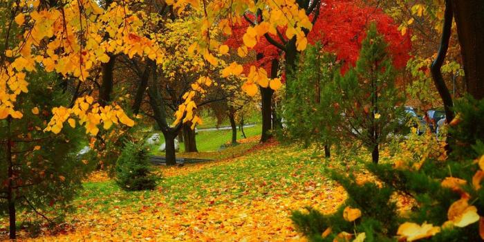 1332x850 Wallpaper Autumn, Trees, Park, Fall, Foliage, Park, Autumn, Colors