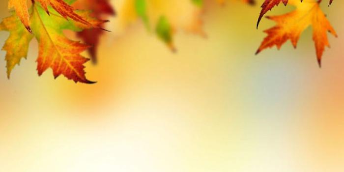 1152x864 Fall Leaf Bord HD Wallpaper, Background Images