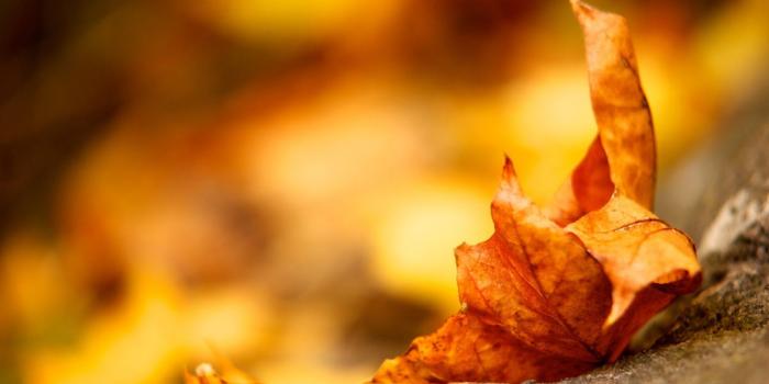1600x900 Fall Leaf Wallpaper #6961606