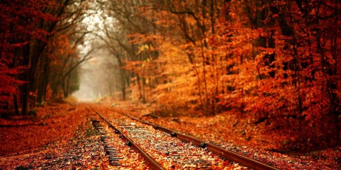 1920x1200 75+ Fall Leaves Wallpapers on WallpaperPlay