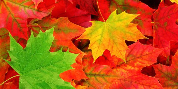1600x1200 Fall Leaves Wallpapers Desktop Background Free Download > SubWallpaper