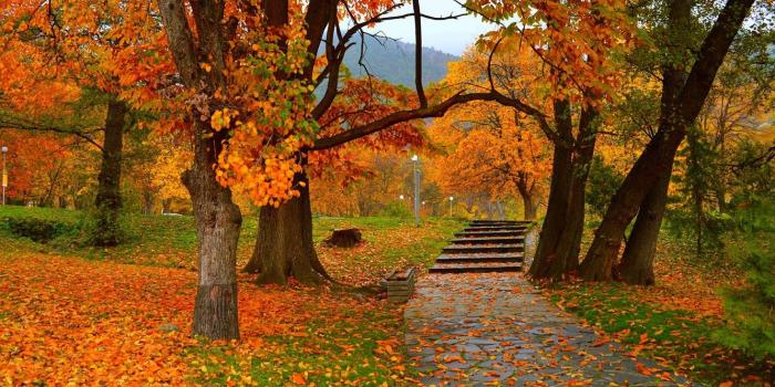 1332x850 Wallpaper Autumn, Trees, Park, Fall, Foliage, Park, Autumn, Colors