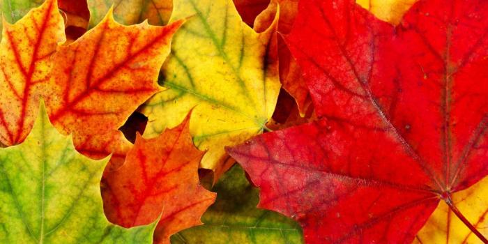 1280x1024 Pretty Leaves wallpaper | 1280x1024 | #31460