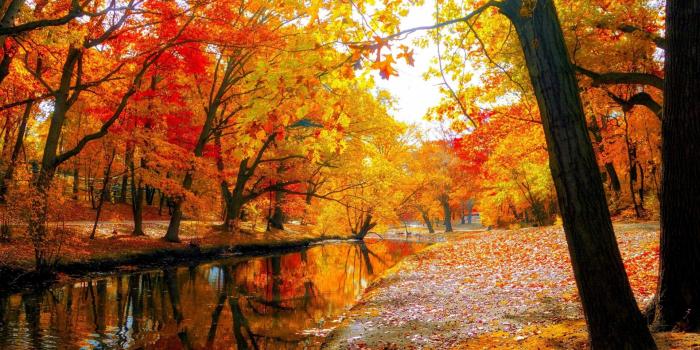 1920x1080 Fall leaves wallpaper hd Gallery