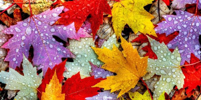 1920x1200 55+ Autumn Leaves in Water Wallpapers - Download at WallpaperBro