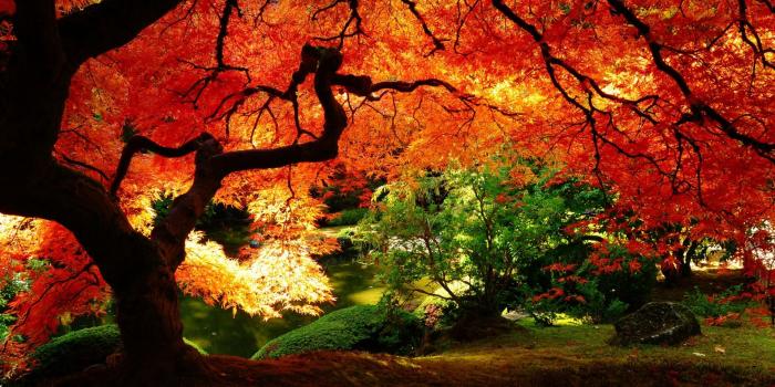 1920x1200 44+] Fall Leaves Wallpaper HD on WallpaperSafari