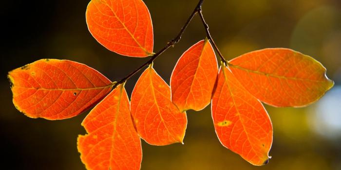 1920x1200 Backlit fall leaves Wallpaper Autumn Nature Wallpapers in jpg format