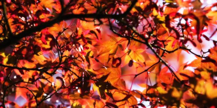 1680x1050 Free Fall Leaves Background 20809 1680x1050px