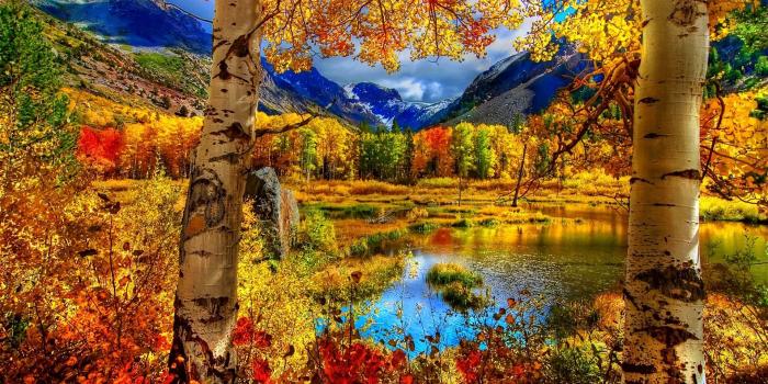 1920x1200 Landscape, Background, Mobile, Season, Tree, Seasons, Leaf