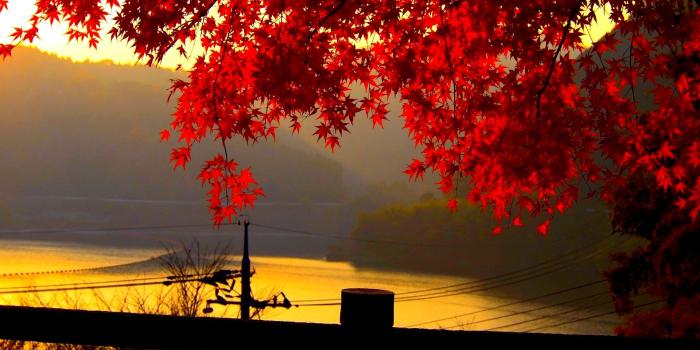 1920x1200 Fall Leaves Wallpaper Full Hd • dodskypict