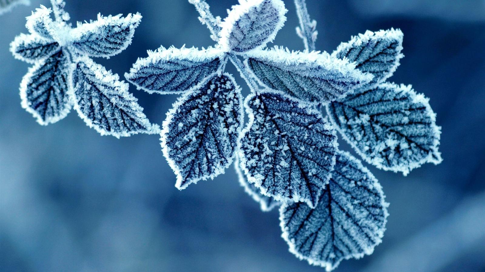 1920x1080 Frozen Leafs HD Wallpaper | 1920x1080 | ID:48840