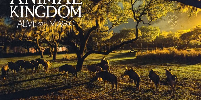 1024x768 Download Our Disney's Animal Kingdom 'Nighttime'-Inspired Wallpapers