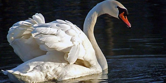 1440x900 Beautiful Black Swan Wallpaper | Oceans | Swan wallpaper, Pet birds