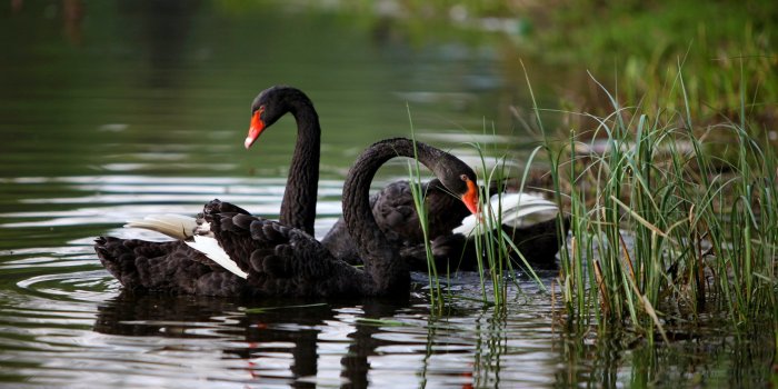 2560x1440 1472197 2560x1440 Beautiful black swan | Animal | Tokkoro.com