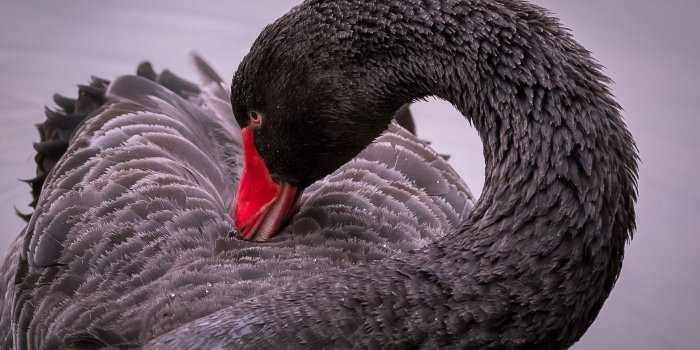 1920x1200 Download wallpapers black swan, lake, beautiful black bird, wildlife