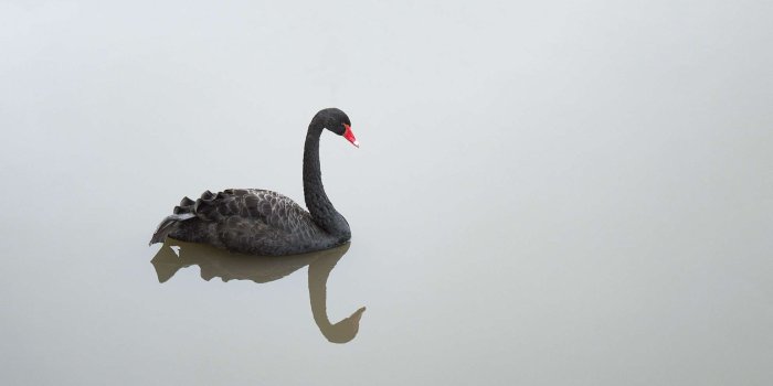 1980x1415 3066303 animals, beautiful, beauty, bird, birds, black, black swan
